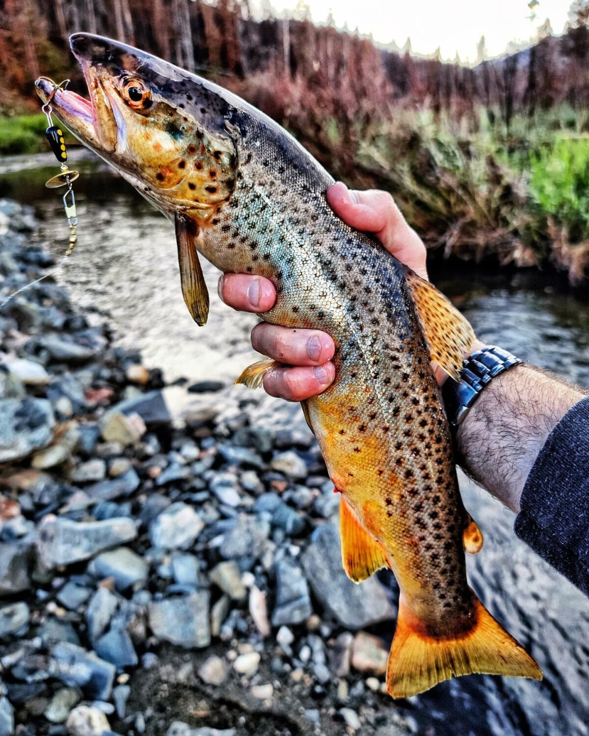 Transport your taste buds to the wilds of beautiful and breathtaking, Northern Michigan with Live Fire Republic's grilled brown trout with roasted pine nut pesto!